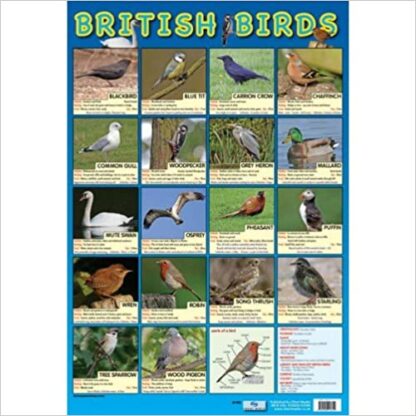Poster: British Birds