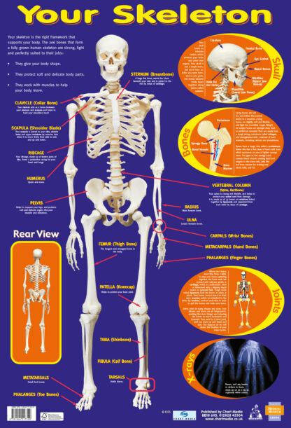Poster: Your Skeleton