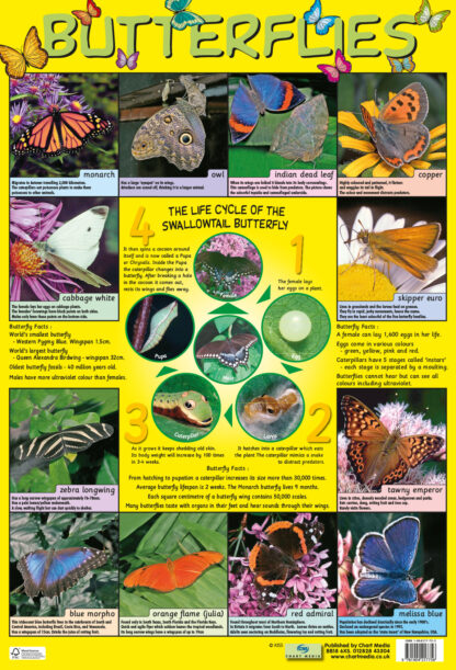 Poster: Butterflies