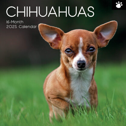 Chihuahuas Calendar Gifted Stationery: 2025 Square Calendar